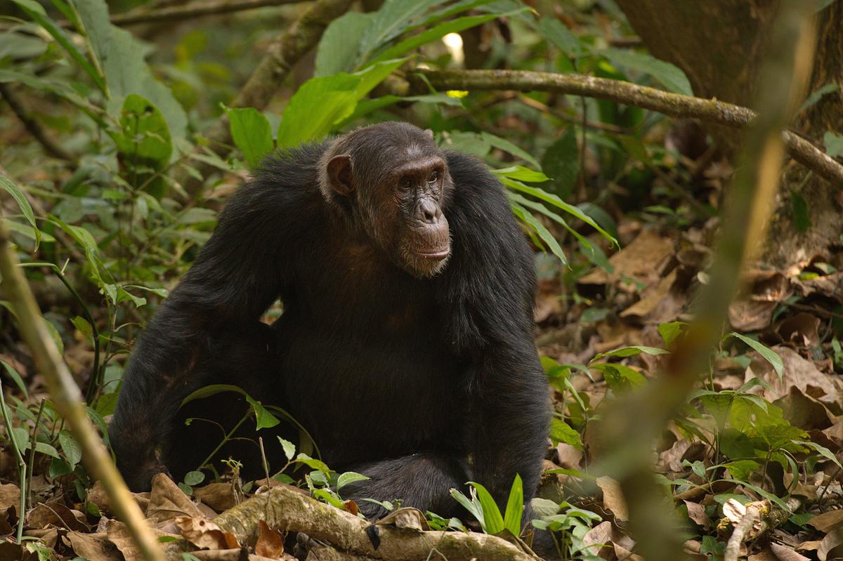 Ein Schimpanse sitzt am Waldboden und blickt rechts aus dem Bild.