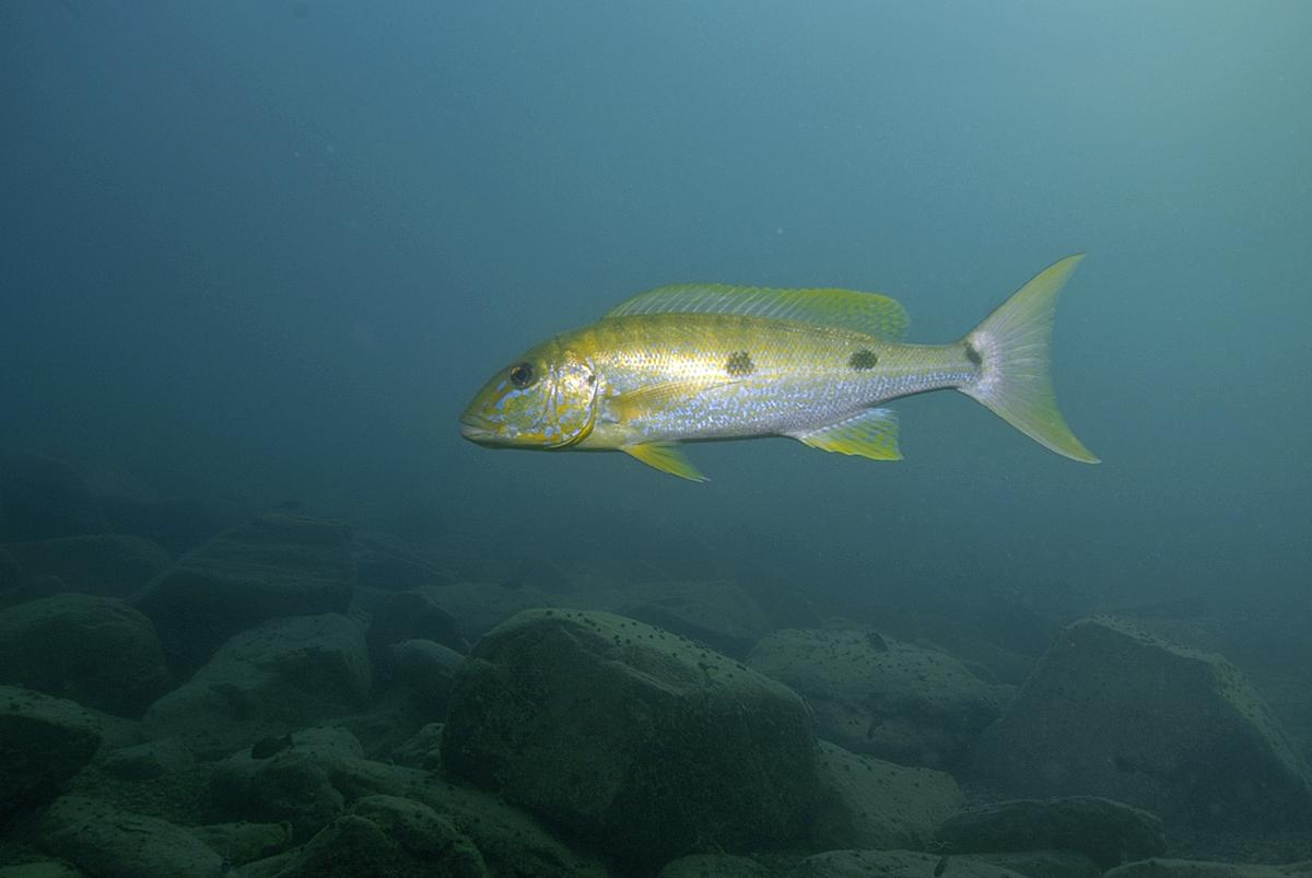Ein gelb gemusterter Fisch mit bläulich-weißem Bauch und zwei schwarzen Flecken auf der Seite.
