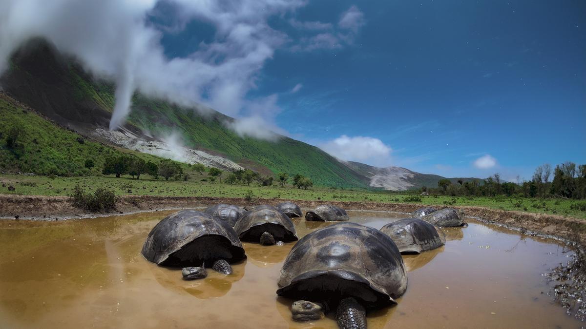 Riesenschildkröten liegen in einem schlammigen Tümpel,  im Hintergrund grün bewachsene Berghänge und blauer Himmel mit einigen Wolken.