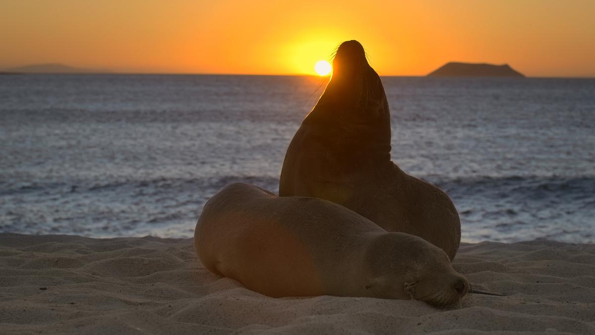 Zwei Seelöwen am Strand bei Sonnenuntergang. Einer liegt schlafend im Sand, der andere sitzt an ihn gelehnt und reckt die Schnauze hoch - die Sonne liegt genau an seinem Kinn. Am Horizont ist eine Insel erkennbar.