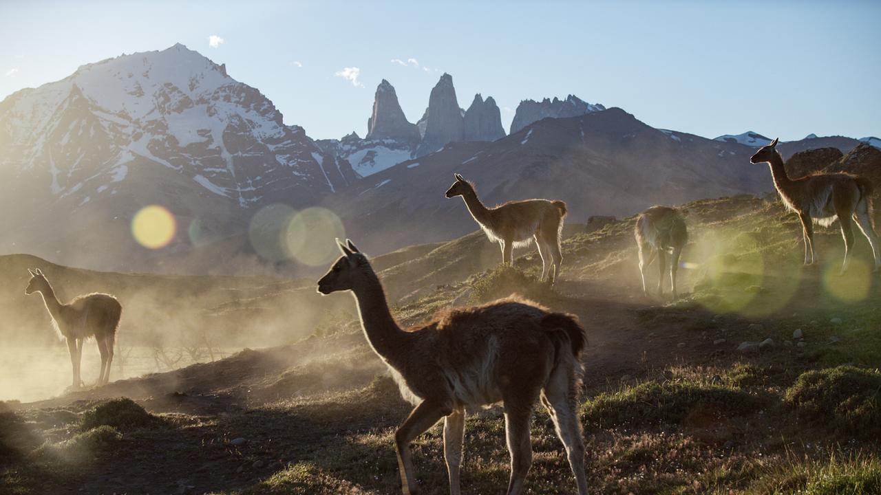 Fünf Guanakos auf einem grasbewachsenen Hang, im Hintergrund schneebedeckte Berge mit den markanten Granittürmen der Torres del Paine.