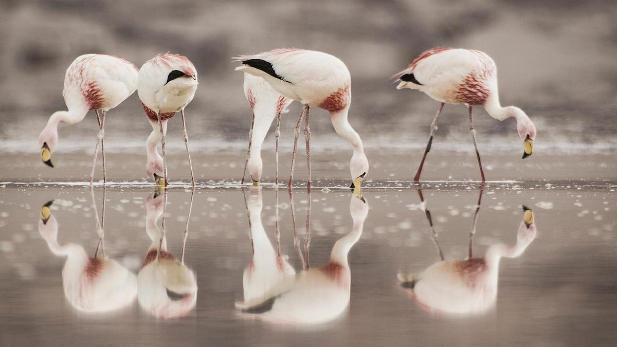 Vier Flamingos stehen in der flachen Lagune, ihre Spiegelbilder verdoppeln sie auf der Wasseroberfläche.