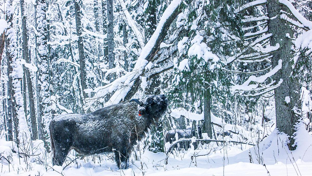 Ein Wisent steht bis zu den Kniegelenken im Schnee, das Fell ist weiß, im Hintergrund dichter Wald.