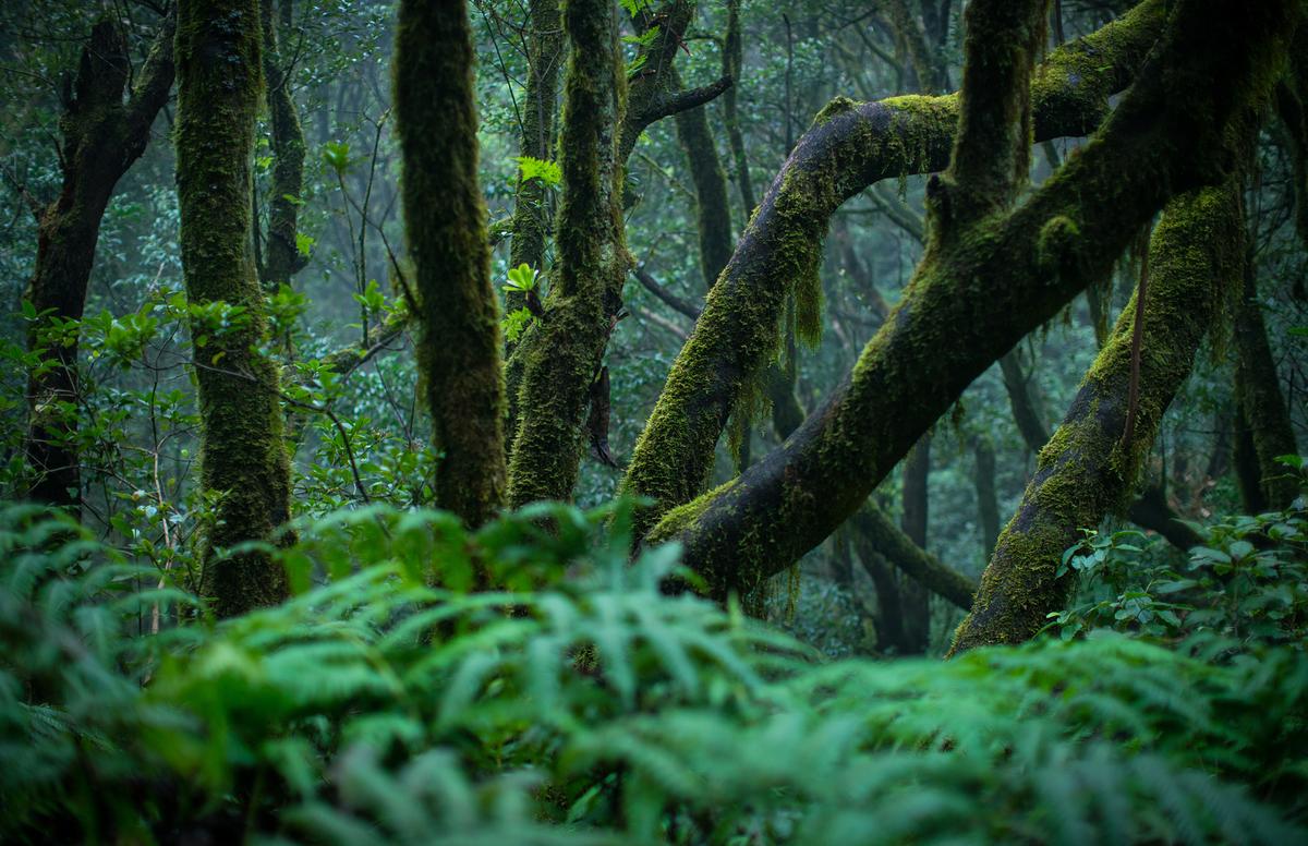 Dichter Wald mit flechtenbewachsenen Baumstämmen und Farn im Vordergrund.