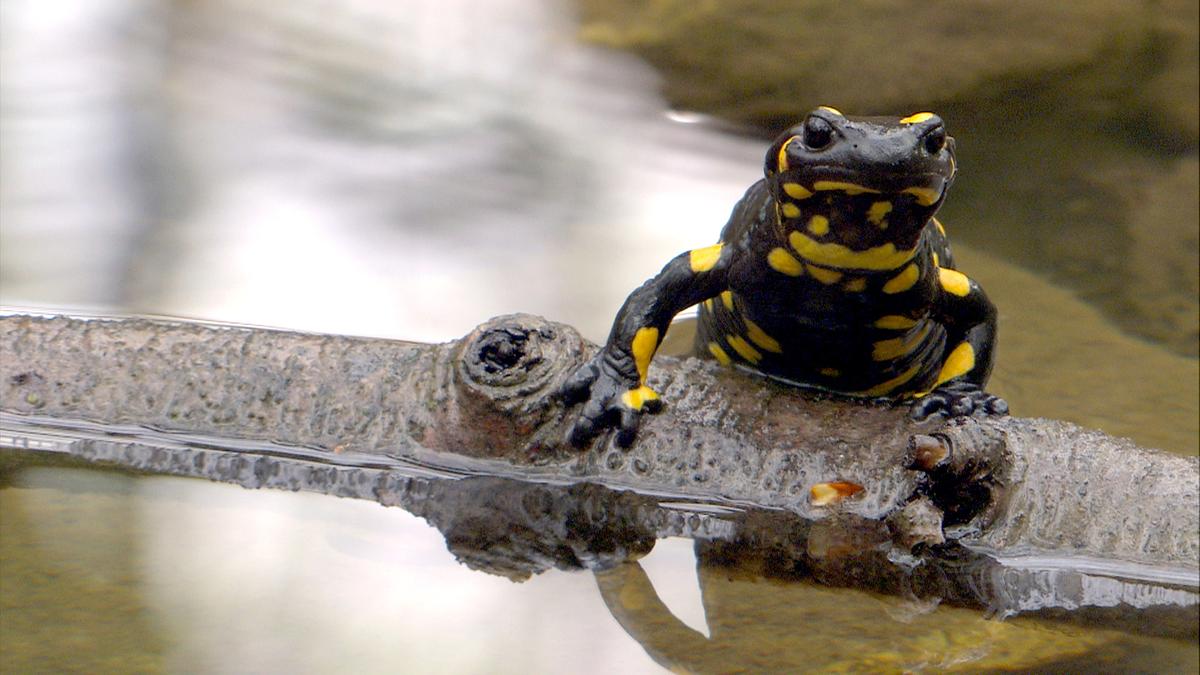 © ORF/Rilk Film Ein schwarzer Feuersalamander mit leuchtend gelben Flecken auf einem Ast im Wasser.