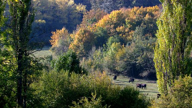 Der Wald ist bereits leicht herbstlich gefärbt, auf einer Lichtung weidende Auerochsen in weiter Ferne.