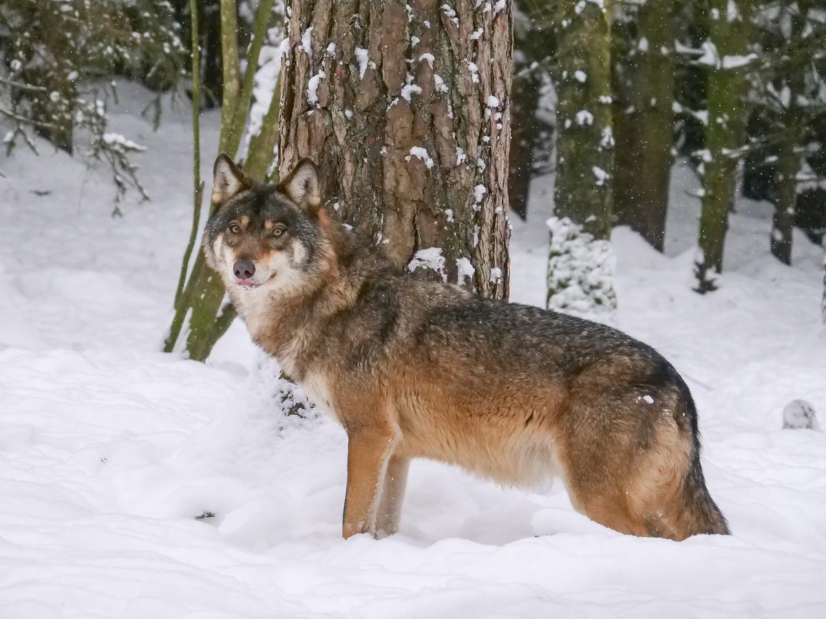 Ein Wolf mit dichtem Winterfell im verschneiten Wald.