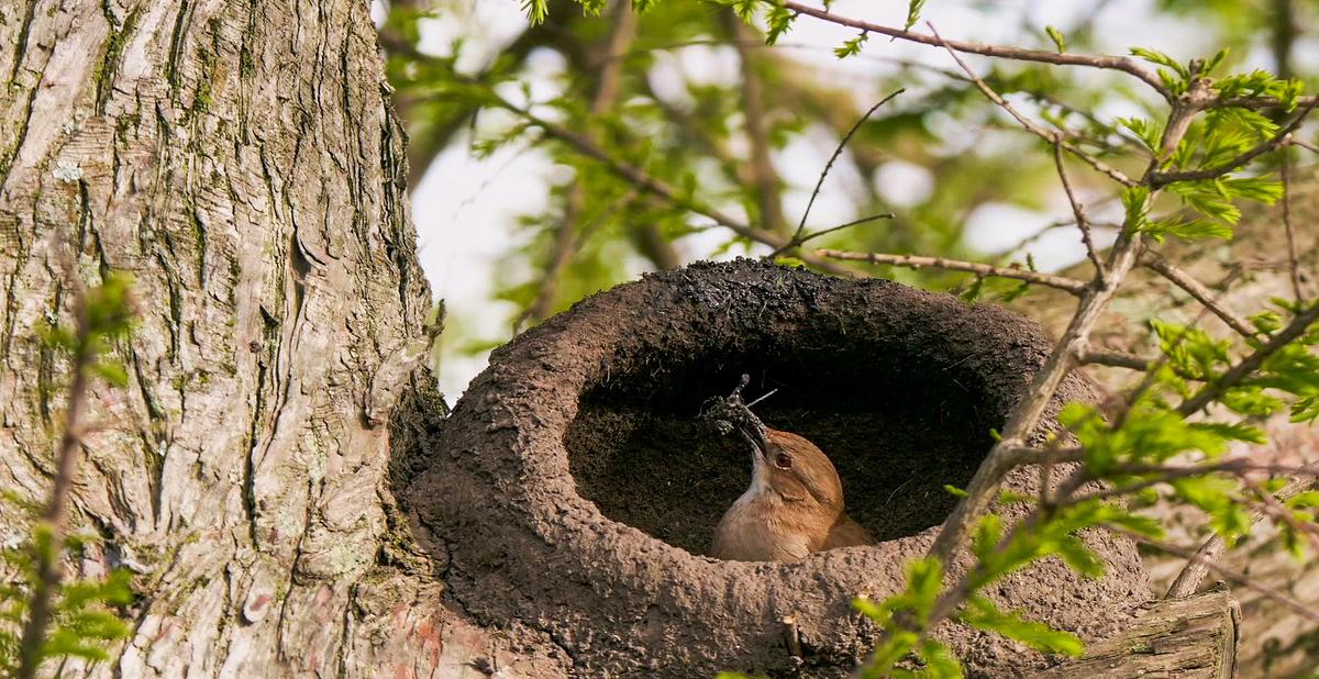 Ein kleiner brauner Vogel in seinem runden Nest aus Lehm. Es ist in einer Astgabel eines Nadelbaums platziert. 
