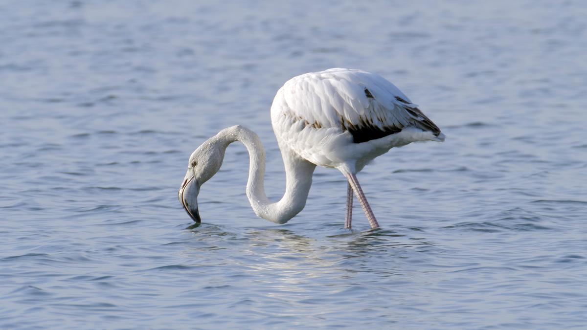 Ein Flamingo watet im Wasser, mit dem Schnabel berührt er die Oberfläche.
