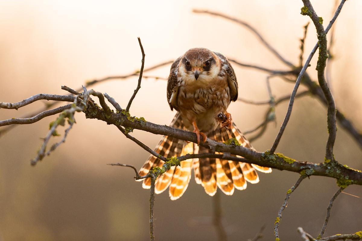 Ein Falke sitzt auf einem kahlen Ast. Die Flügel sind eng an den Körper gelegt, die Schwanzfedern sind aufgefächert.