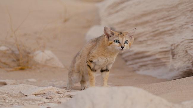Eine kleine sandfarbene Katze mit grünen Augen duckt sich leicht und spitzt die Ohren. Im Hintergrund Sand und Felsen.