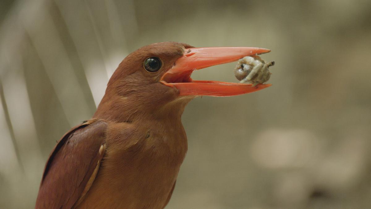 Ein Vogel mit rötlich-braunem Gefieder hat ein Krustentier im leuchtend orangen Schnabel.