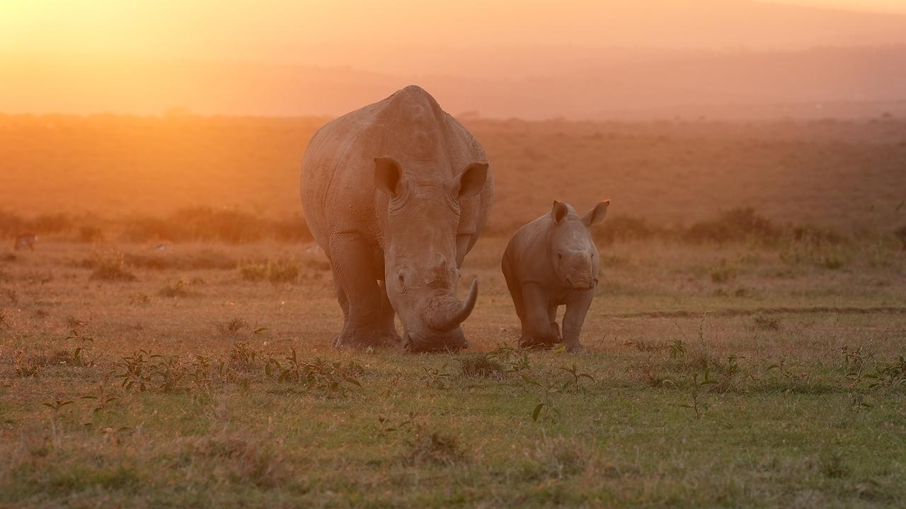 Eine Nashornmutter mit ihrem Jungen. Sie grast, während er den Kopf erhoben hält. Das flache Grasland wird von der Sonne in orange-rosa Licht getaucht.