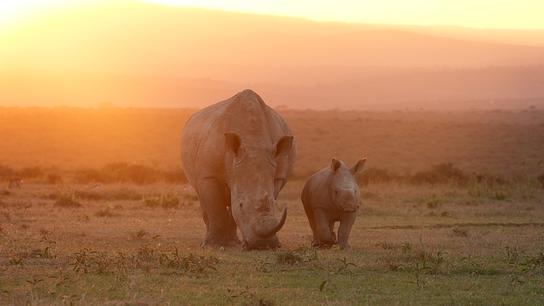 Eine Nashornmutter mit ihrem Jungen. Sie grast, während er den Kopf erhoben hält. Das flache Grasland wird von der Sonne in orange-rosa Licht getaucht.