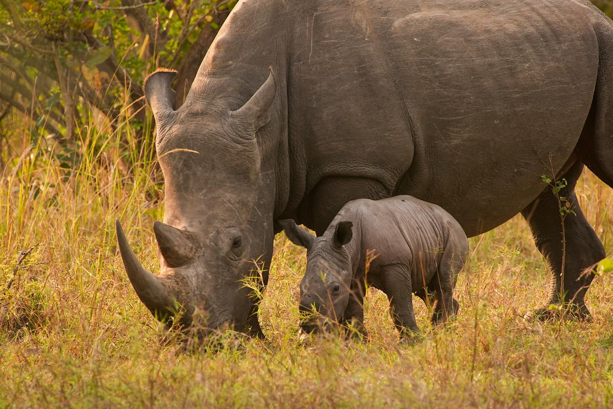 Ein Nashorn-Weibchen grast neben einem winzigen Jungen. Sie sind umgeben von goldenen Gräsern, im Hintergrund sind Büsche erkennbar.