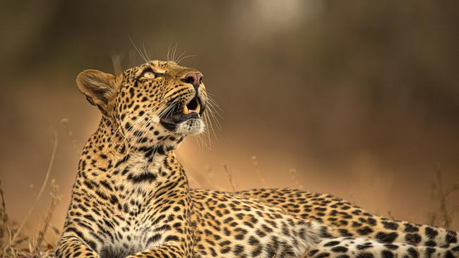 Eine Leopardin liegt auf der dunkelbraunen Erde, sie hat den Blick nach oben gerichtet.