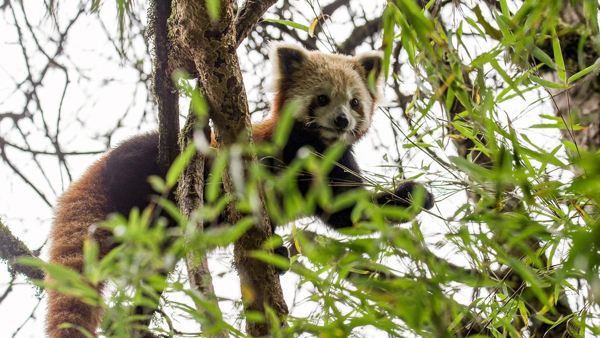 Ein Roter Panda auf dem Ast eines Bambus. Mit der linken Vorderpfote greift er nach einem Ast.