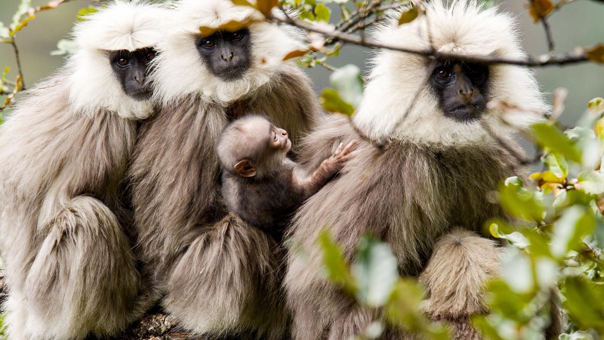 Drei Affen-Weibchen mit einem Baby auf einem Ast. Sie haben langes, graues Fell am Körper, das Gesicht ist schwarz und von weißem Fell umrahmt.