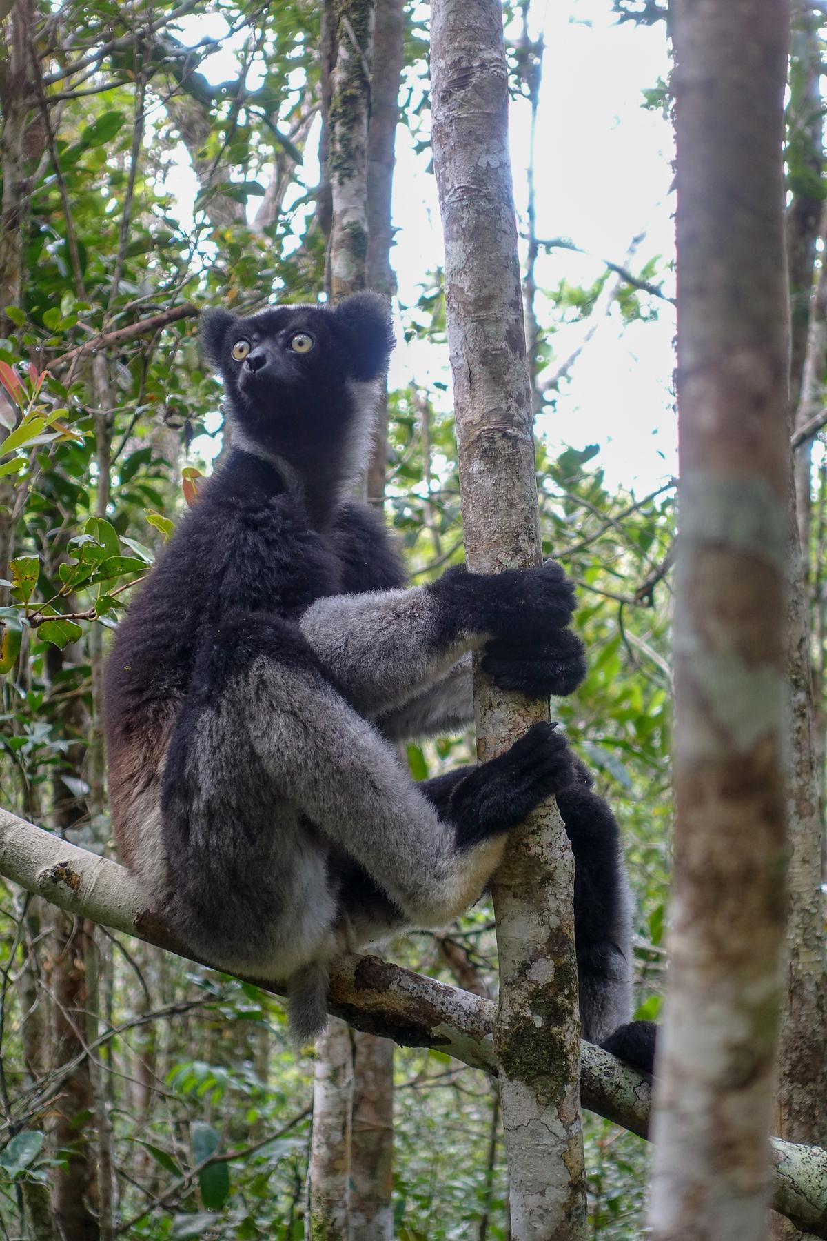 Ein großer Lemur sitzt auf einem Ast und hält sich mit Vorder- und Hinterpfoten an einem dünnen Baumstamm fest. Seine runden Augen sind bernsteinfarben, das Fell im Gesicht schwarz.