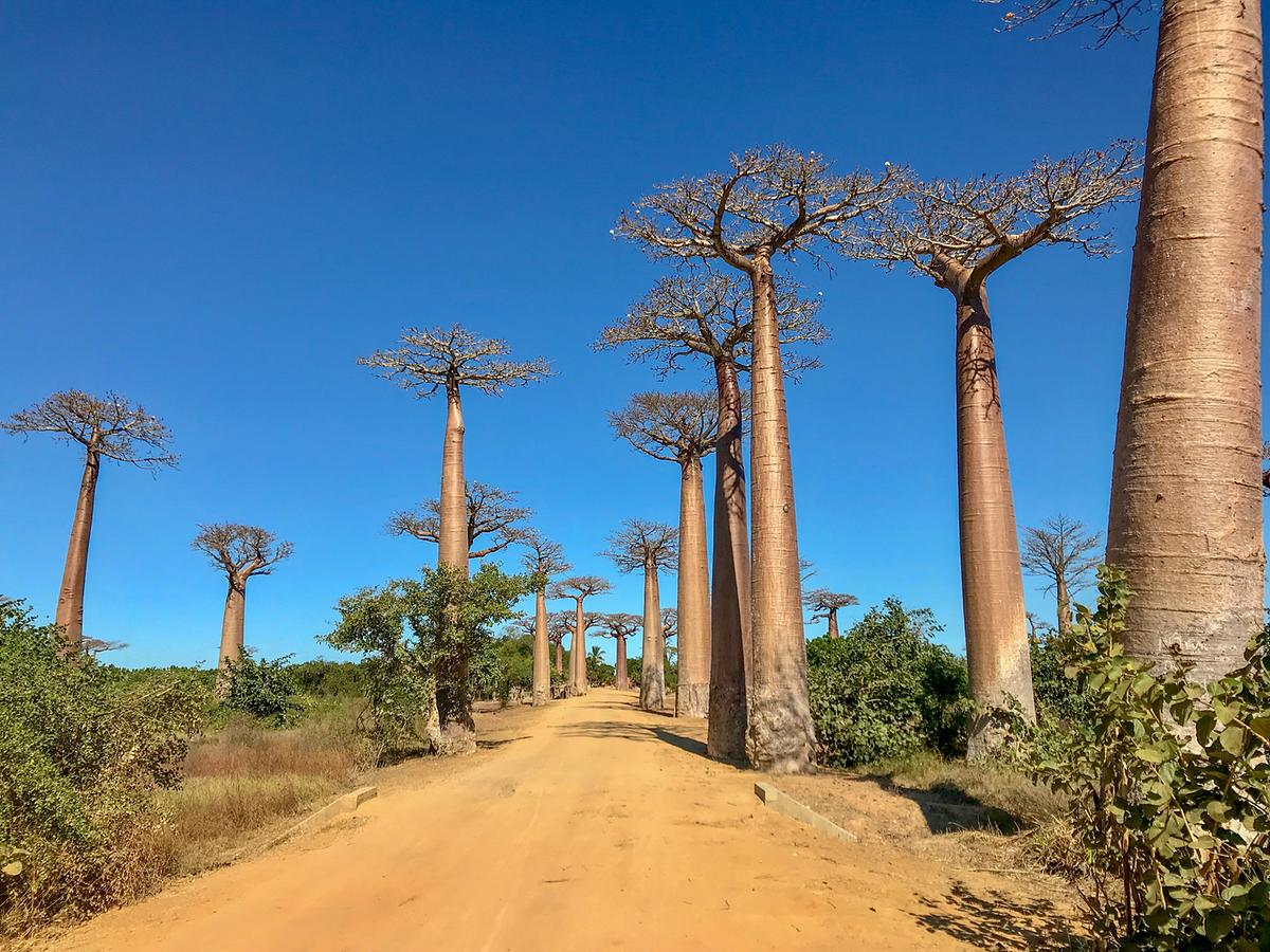 Eine unbefestigte, gerade Straße, die Erde ist rötlich. Sie wird von Baobabs gesäumt. Die Stämme sind säulenartig, die Kronen im Verhältnis dazu sehr klein.
