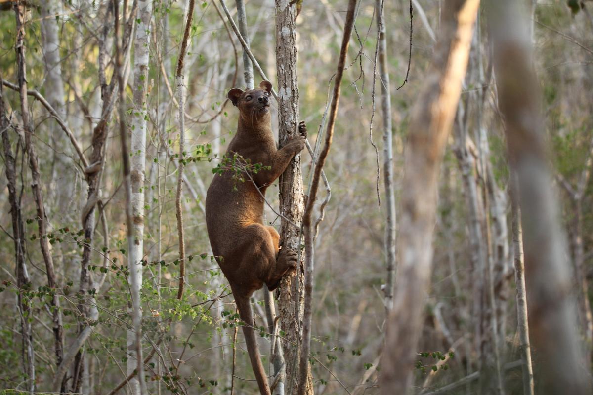 Fossas sind katzenartige Raubtiere. Sie ähneln kurzbeinigen Pumas, sind aber nur 65 bis 80 cm lang. Ihr Fell ist einfarbig dunkelbraun. 