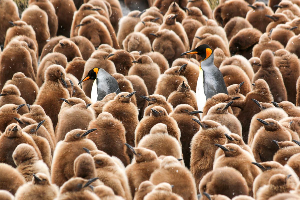 Eine Masse an hellbraunen, flauschigen Pinguinküken, dazwischen zwei erwachsene Pinguine.