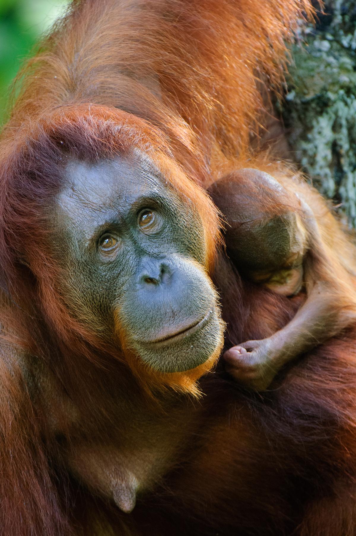 Eine Orang-Utan Mutter mit einem neugeborenen Jungen. Sie blickt direkt in die Kamera.
