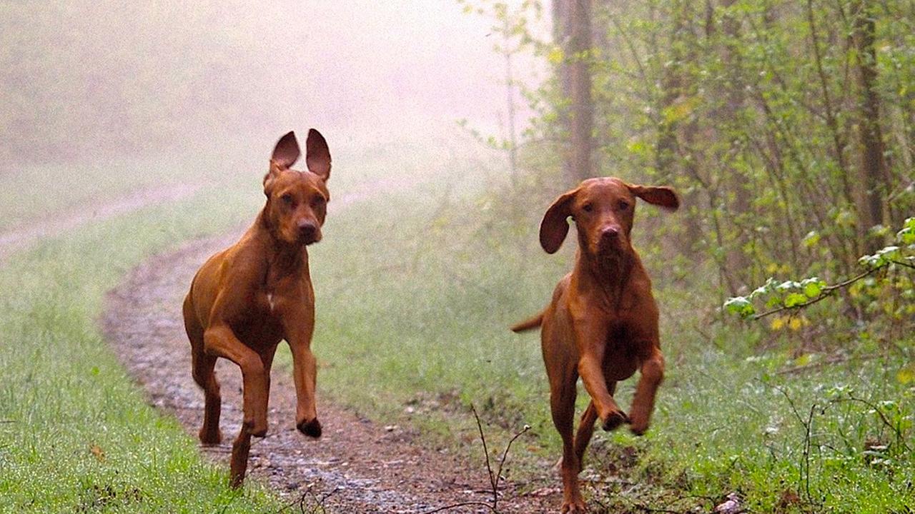 Zwei rötlich-braune, muskulöse Jagdhunde mit langen, unten abgerundeten Ohren laufen nebeneinander einen ungepflasterten Weg entlang. Seitlich ist grünes Dickicht erkennbar.