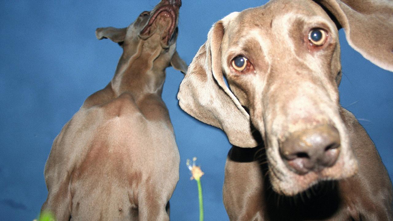 Zwei mausgraue Jagdhunde, aus ungewöhnlicher Perspektive fotografiert. Einer blickt direkt in die Kamera, das Gesicht des Tiers nimmt die ganze rechte Bildhälfte ein. Der andere ist in starker Untersicht aufgenommen und nimmt die linke Bildhälfte ein.