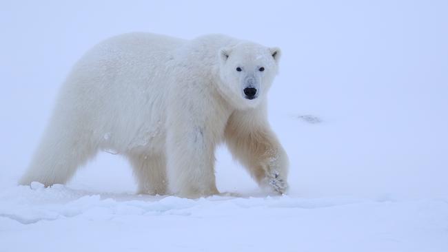 Ein cremefarbener Eisbär im Schnee.
