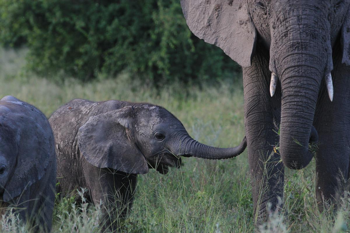 Zwei Elefantenbabys, eines ist nur zur Hälfte im Bildausschnitt. Rechts ein erwachsenes Tier, der Kopf ist nicht ganz erkennbar.