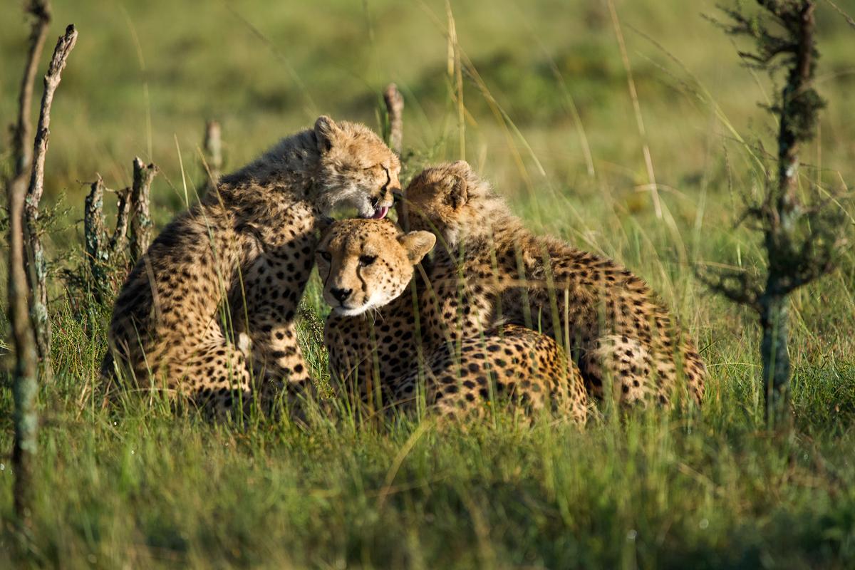 Drei Gepardenjunge im Gras, das Tier links im Bild putzt dem mittleren den Kopf.