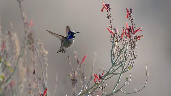 Ein Kolibri mit blau glänzendem Gefieder am Kopf. Er fliegt über einem Ast mit roten Blüten.