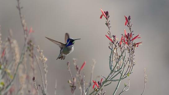 Ein Kolibri mit blau glänzendem Gefieder am Kopf. Er fliegt über einem Ast mit roten Blüten.