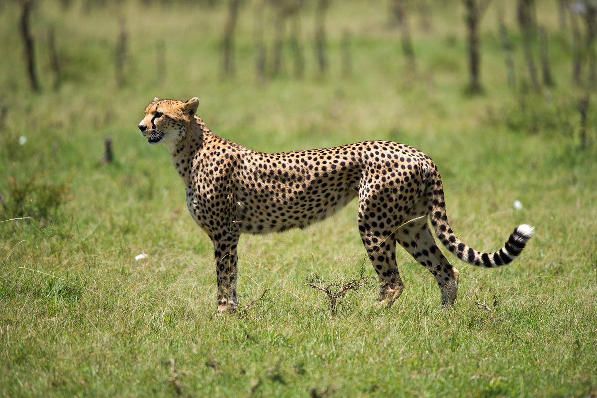 Eine Gepardin im grünen Gras, sie wurde seitlich fotografiert und hält den Kopf im Profil.