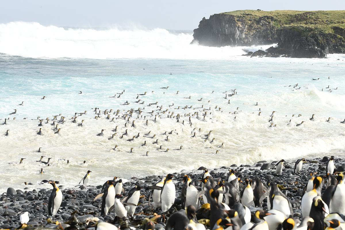 Königspinguine in der Brandung, im Hintergrund rechts eine Klippe. Weitere Pinguine auf einem Strand mit schwarzen Steinen.