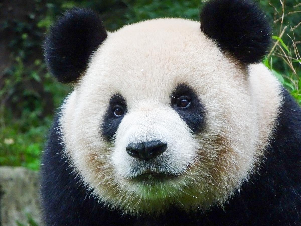 Das Gesicht eines Pandas in Großaufnahme.