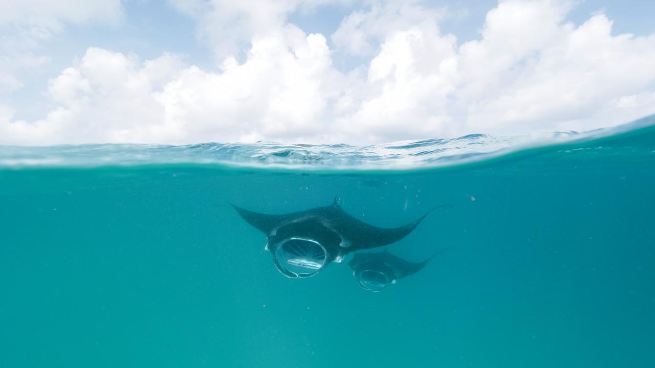 Zwei Mantarochen schwimmen hintereinander nahe der Oberfläche im türkisblauen Meer. Die obere Hälfte des Bilds ist von Wolken und Himmel ausgefüllt.