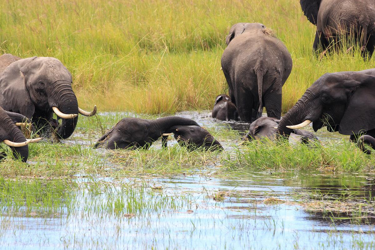 Mehrere Elefanten im Wasser und am Ufer einer überschwemmten Ebene. Der Boden ist mit Gräsern bewachsen.
