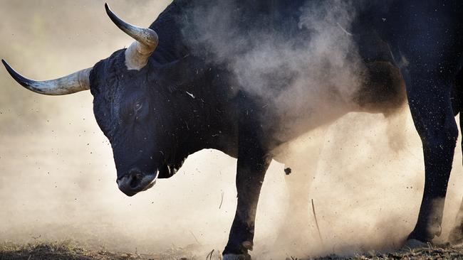 Ein Tauros-Stier mit mächtigen geschwungenen Hörnern senkt sein Haupt, Staub wirbelt auf. 