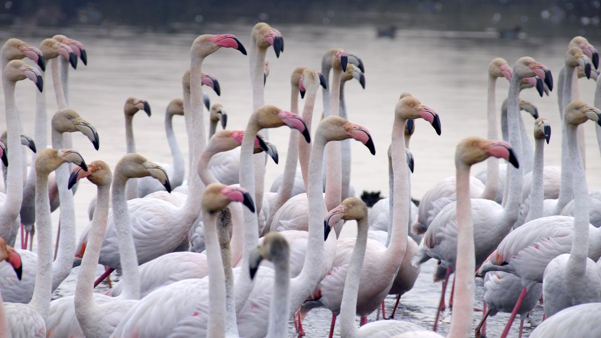Eine dichte Gruppe von Flamingos aus der Nähe fotografiert, es sind ungefähr 50 Vögel. Im Hintergrund ist eine Wasserfläche erkennbar.