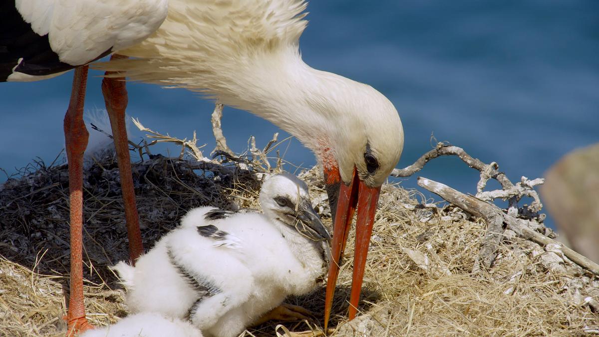 Ein Weißstorch-Küken im Nest, ein Elternteil beugt sich über das Jungtier. 