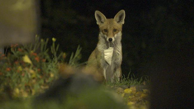 Ein Fuchs hält eine FFP2 Maske im Maul. Es ist dunkel. Gras und trockenes Laub bedecken den Boden.