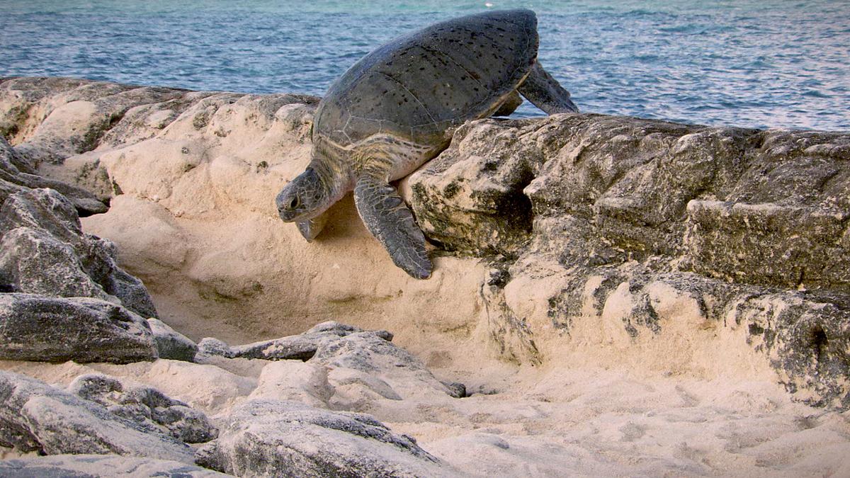 Eine Meeresschildkröte klettert über Felsen, sie liegt mit dem Bauch auf, der Kopf weist nach unten. Zwischen den Felsen ist Sand. Den Hintergrund bildet das Meer.