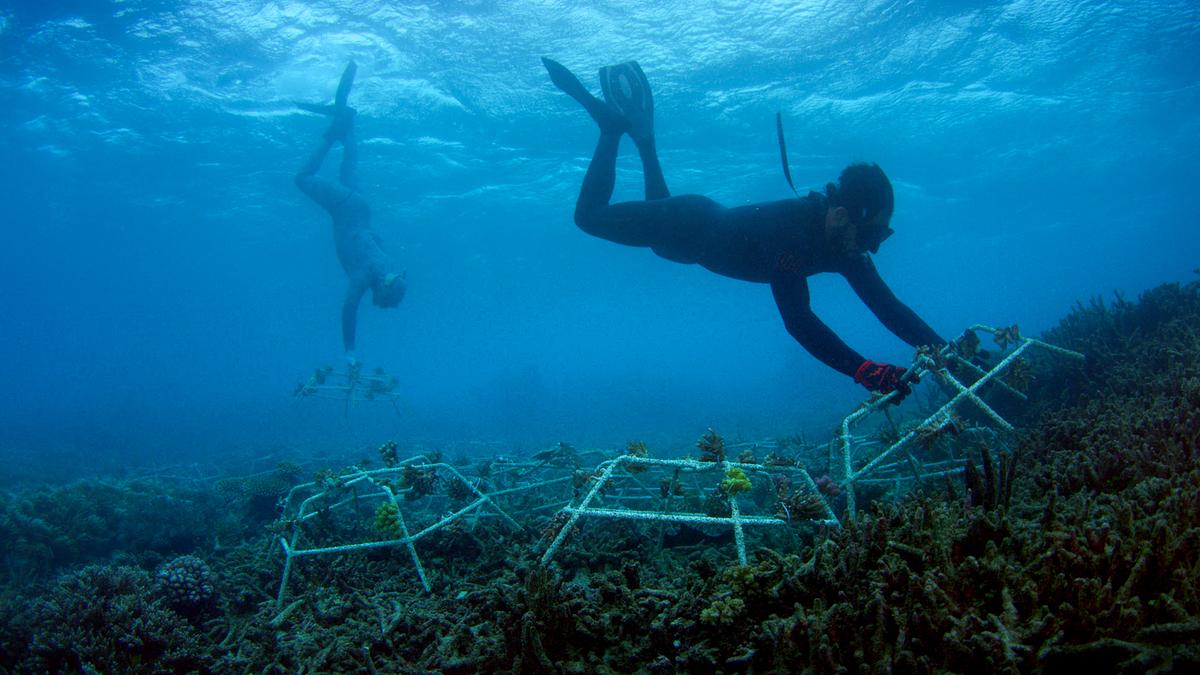 Zwei Taucher unter Wasser befestigen sechseckige, gitterförmige Stahlkonstruktionen am Korallenriff.