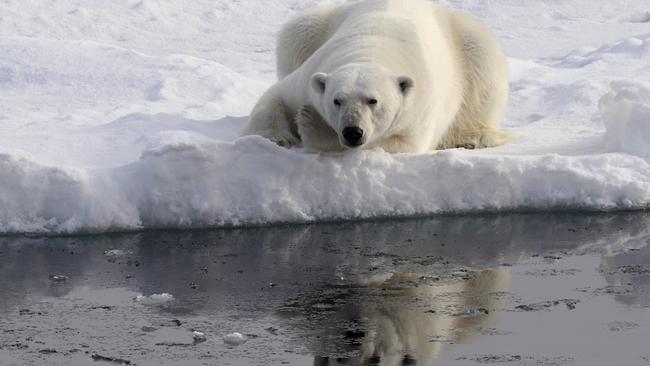 Ein Eisbär duckt sich am Rand einer eisfreien Wasserfläche.