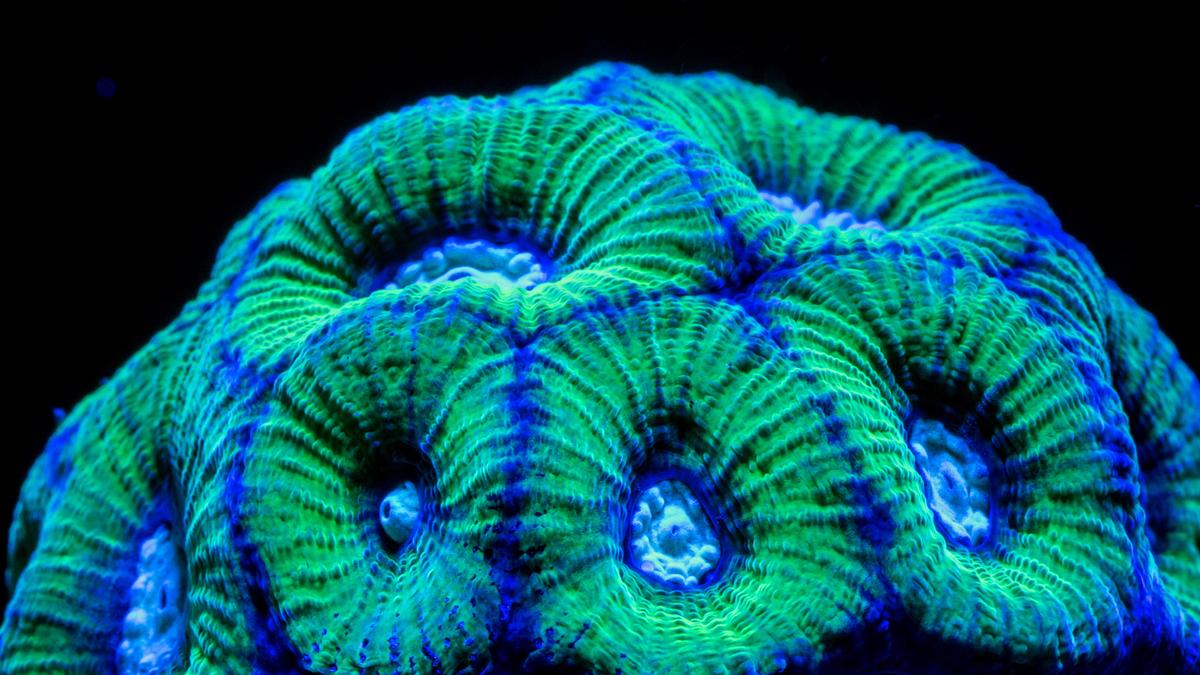 Eine Koralle mit kraterförmigen Einbuchtungen die intensiv grün und blau leuchtet.