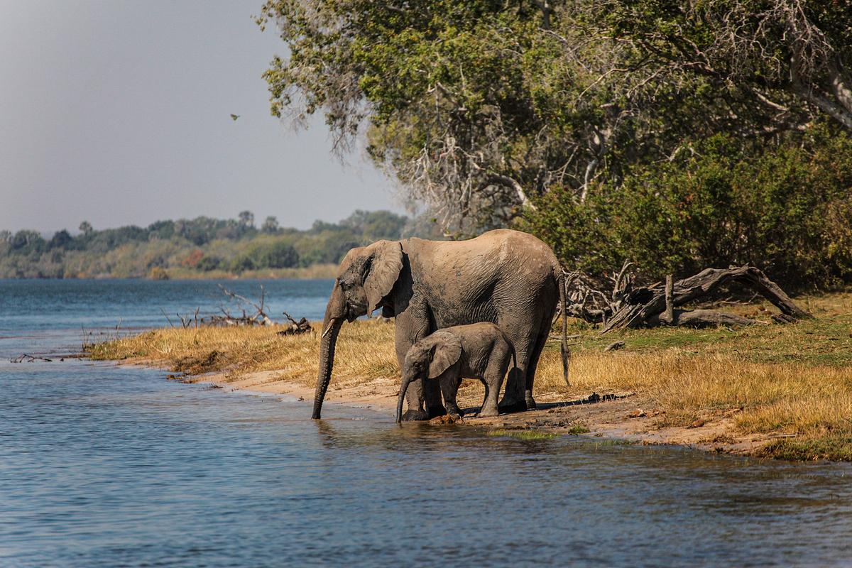Eine Elefantenmutter mit ihrem Jungen beim Trinken am Ufer, im Hintergrund grüne Bäume und Büsche