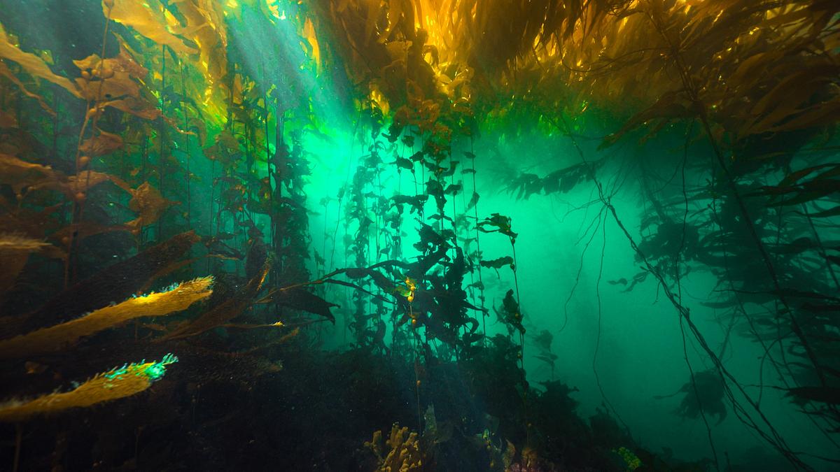 Ein dichter Unterwasser-Wald aus Riesentang, er schimmert golden im Licht der einfallenden Sonnenstrahlen. Das Wasser ist kräftig türkis.