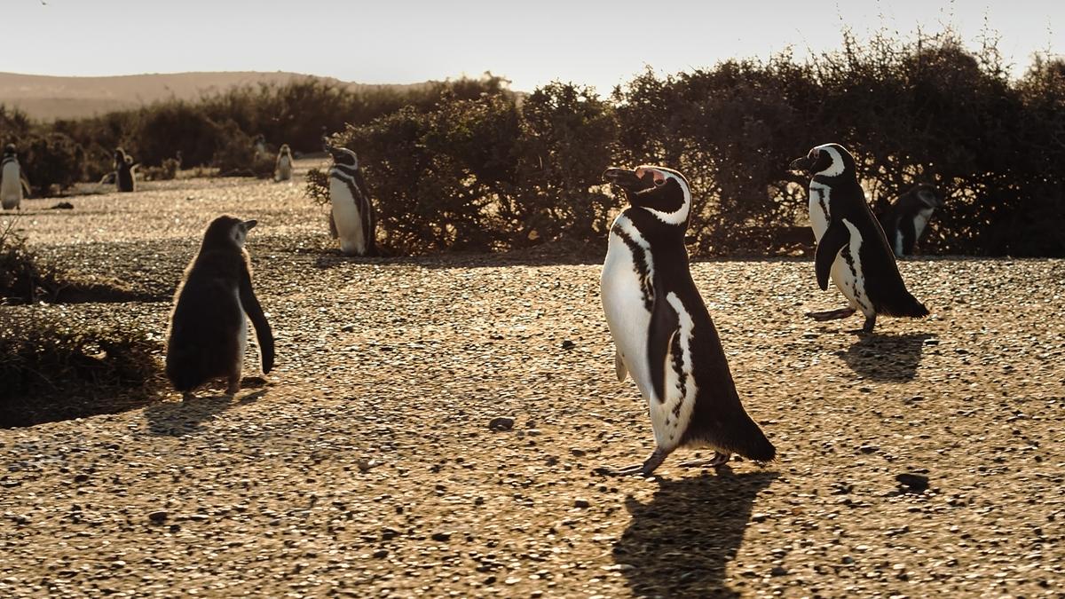 Eine Gruppe von 8 Pinguinen auf trockenem, sandigem Boden, im Hintergrund Gebüsch ohne Laub.